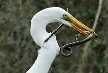 لحظه‌ای که مار ترس واقعی مرگ را به جان حواصیل انداخت