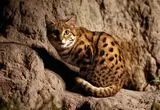 ببینید؛ هم‌نشینی کم‌سابقه روباه و گربه وحشی آسیایی بر سر یک آبشخور در خوزستان