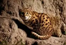 جایگاه برخی موضوعات در تمدن باستان 