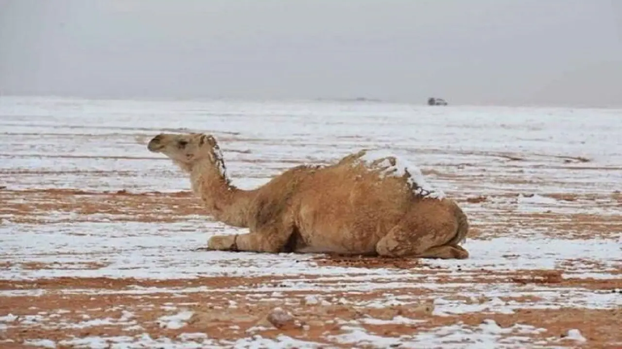 بارش باورنکردنی برف در قطر