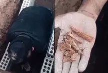 ویدئویی تکان‌دهنده از یک قبرکن که پرویز پرستویی منتشر کرد