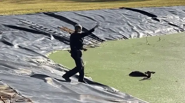 لحظه نجات آهوی سقوط کرده در حوضچه آب