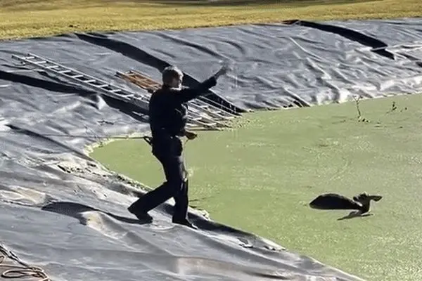 لحظه نجات آهوی سقوط کرده در حوضچه آب