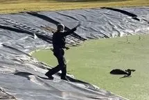 لحظه نجات آهوی سقوط کرده در حوضچه آب