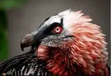 پرنده هما قربانی تله انسانی شد