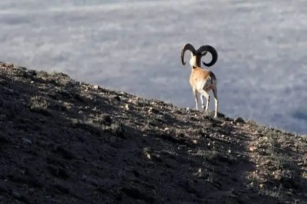 عبور گله‌های قوچ اوریال در پارک ملی گلستان