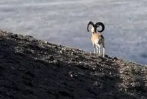 عبور گله‌های قوچ اوریال در پارک ملی گلستان