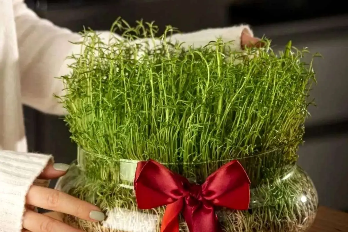 راهنمای کاشت انواع سبزه برای سفره عید