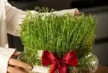 راهنمای کاشت انواع سبزه برای سفره عید