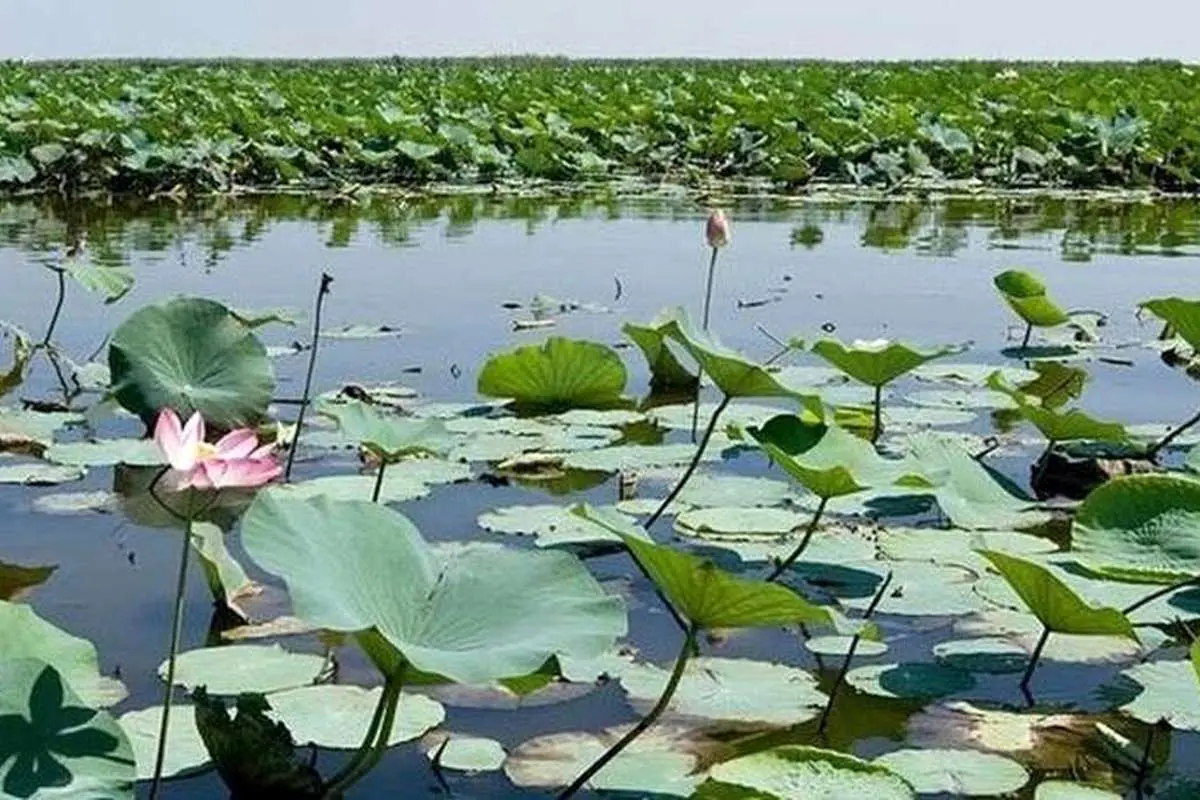 سنبل آبی از کجا وارد تالاب انزلی شد؟