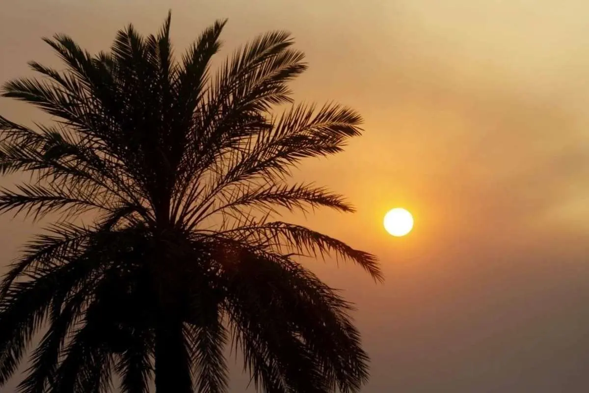 تفال به حافظ جمعه ۱۹ بهمن ۱۴۰۳؛ اگر نه باده غم دل ز یاد ما ببرد.....