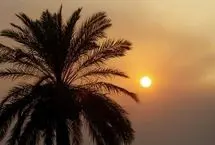 تفال به حافظ جمعه ۱۹ بهمن ۱۴۰۳؛ اگر نه باده غم دل ز یاد ما ببرد.....