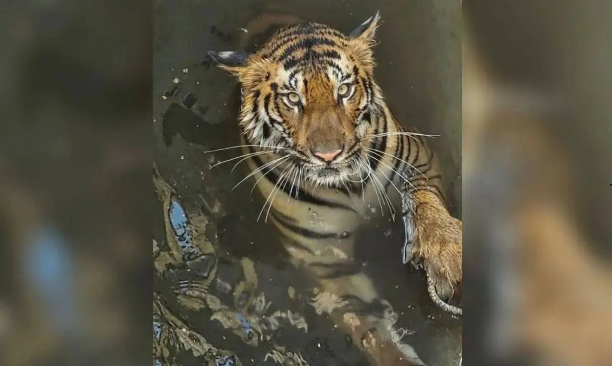 (ویدئو) لحظه نجات یک ببر و یک گراز وحشی از چاه پر از آب
