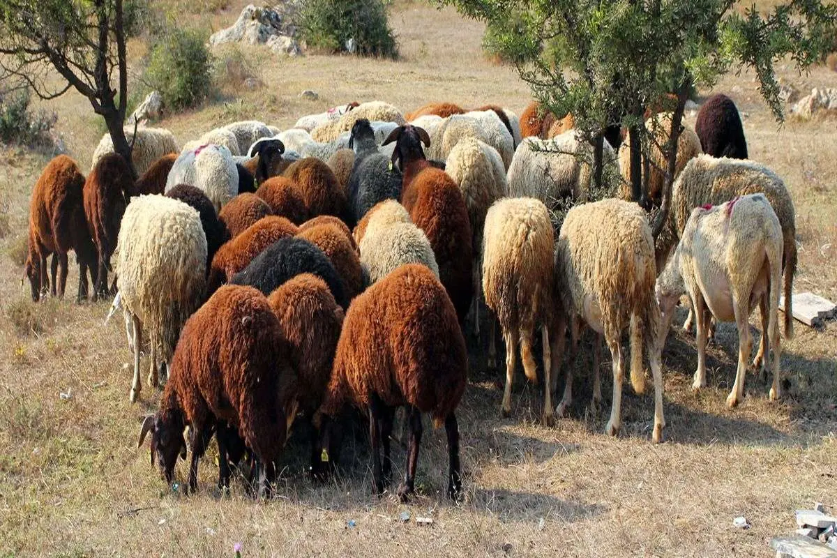 قیمت دام زنده امروز ۱۳ بهمن ۱۴۰۳
