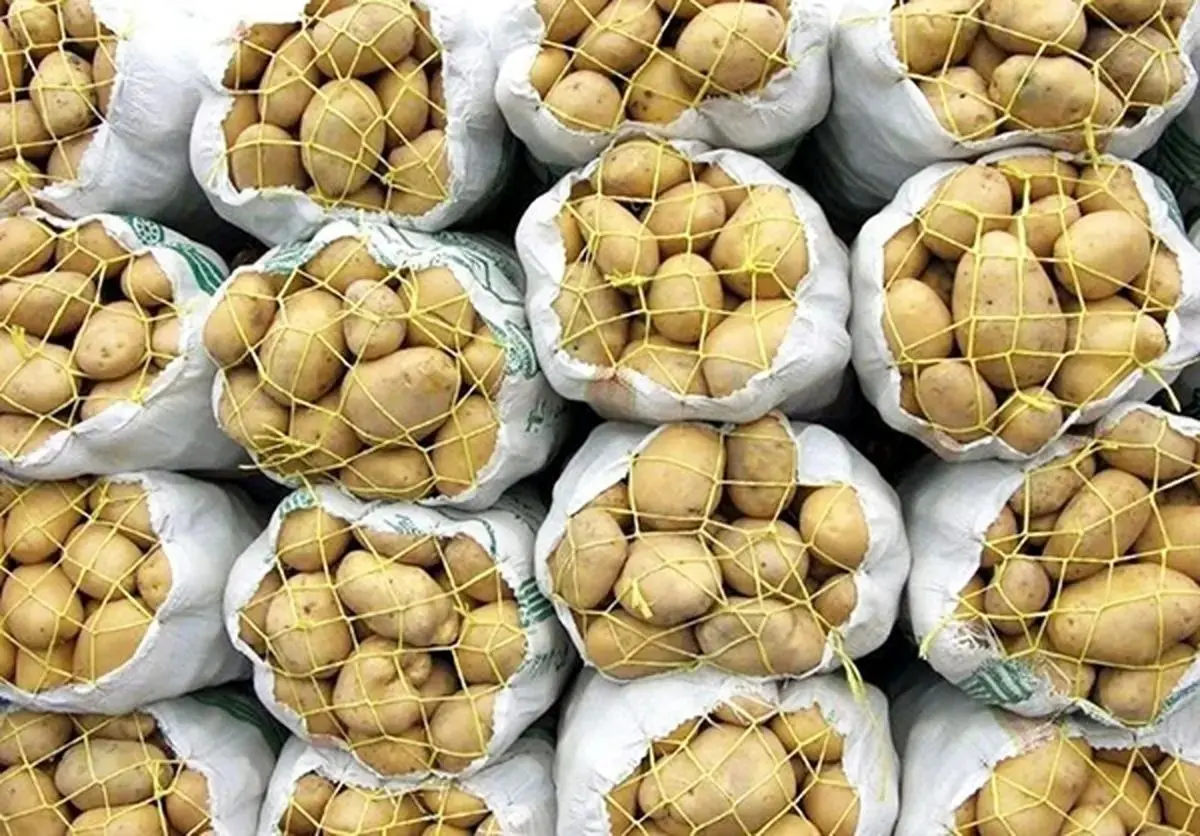 سیب زمینی ارزان می‌شود