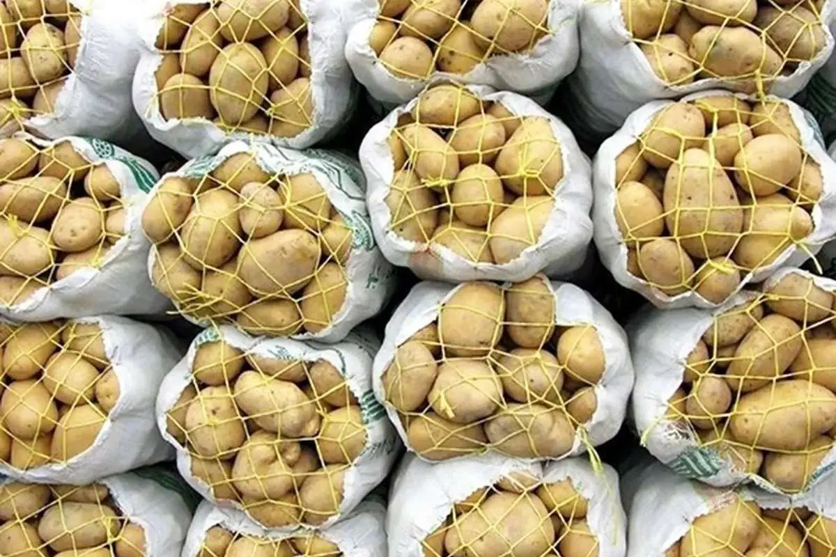 سیب زمینی ارزان میشود