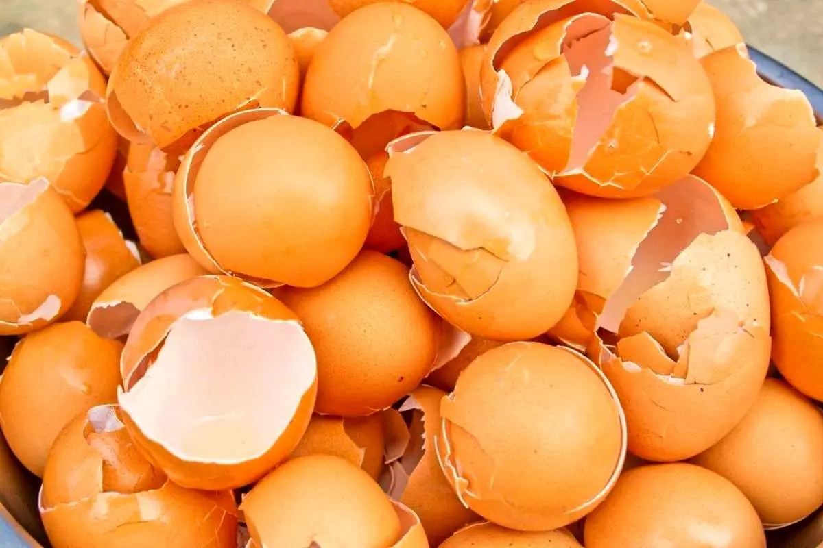 خواص اعجاب انگیز پوست تخم مرغ