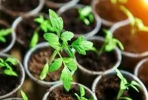پرورش سبزیجات در خانه؛ ۱۰ گیاه خوشمزه و آسان برای کاشت