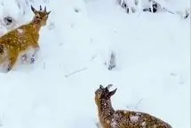 (ویدئو) گشت‌وگذار بز‌های کوهی و بزغاله‌هایشان در زمستان سخت