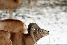 (ویدئو) سراسیمگی قوچ‌های وحشی در زمستان یخاب