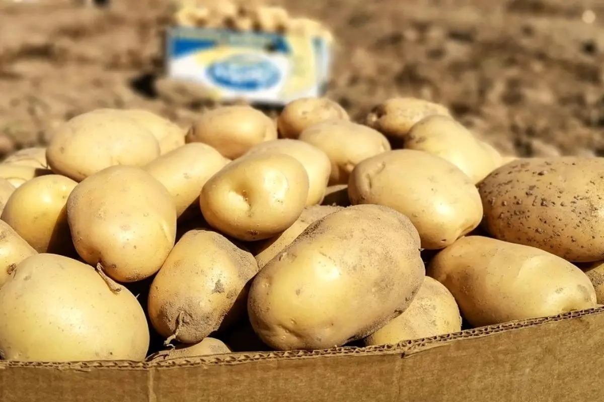 فروش سیب‌زمینی پاکستانی و ترکی در تهران آغاز شد