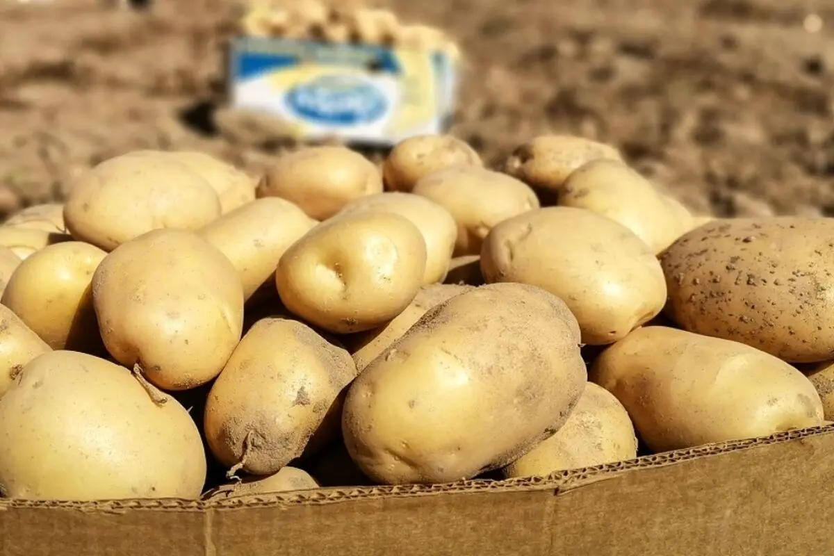 فروش سیب‌زمینی پاکستانی و ترکی در تهران آغاز شد