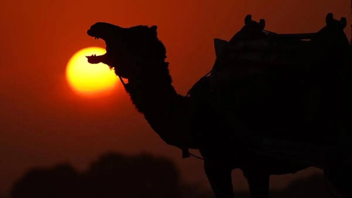 تصاویری دیدنی از شترها هنگام غروب آفتاب