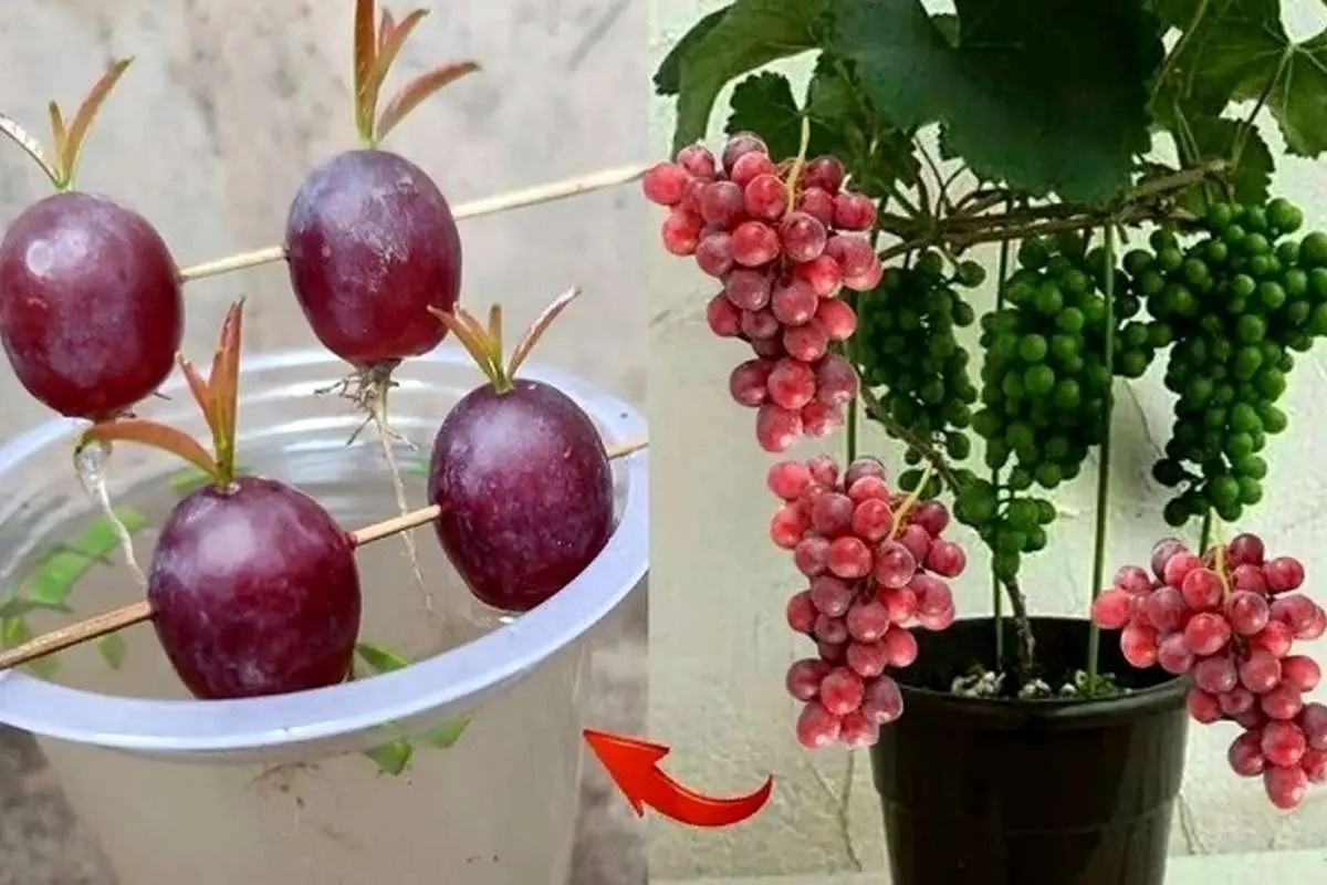 (ویدیو) روش سادهی پرورش و کاشت انگور در منزل