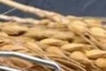 با مصرف این گیاه پیر نمی‌شوید