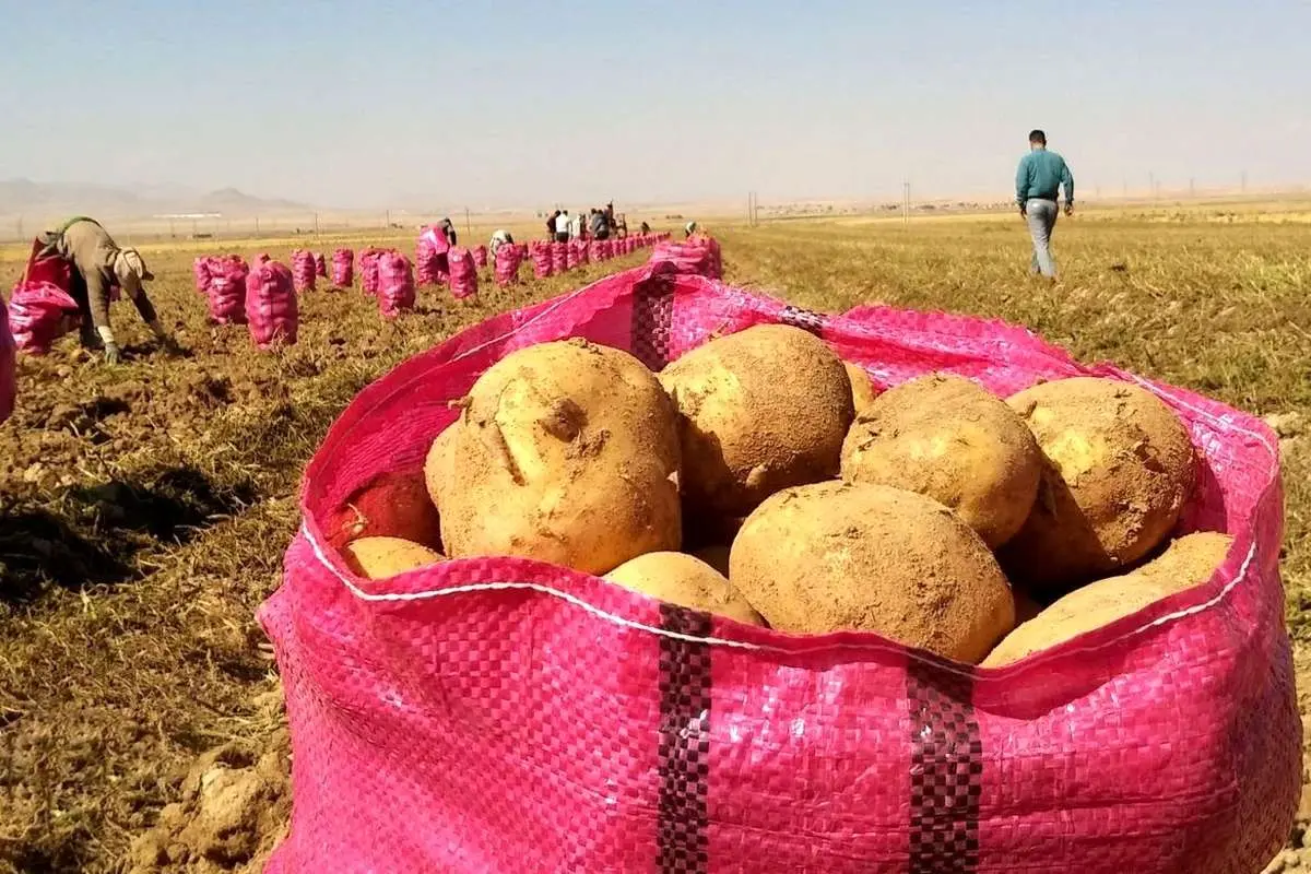 کاهش قیمت سیبزمینی در تهران با واردات از پاکستان و ترکیه