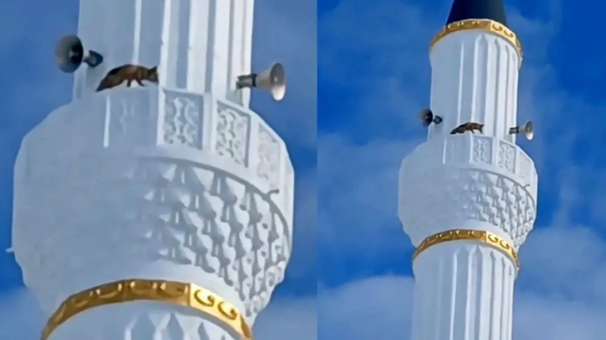 (ویدئو) مشاهده یک روباه در بالای مناره مسجدی در ترکیه!