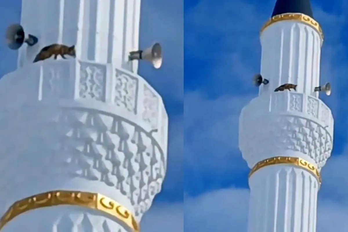 (ویدئو) مشاهده یک روباه در بالای مناره مسجدی در ترکیه!