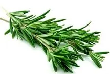 خواص شگفت‌انگیز «رزماری» برای لاغری