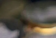 قیمت سکه امروز چهارشنبه ۱ اسفند ۱۴۰۳؛ ربع‌سکه در محدوده ۲۱ میلیون