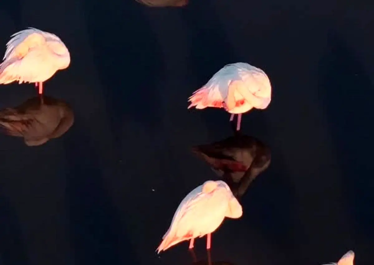 (ویدئو) خواب فلامینگوها در پهنه دریاچه مهارلو