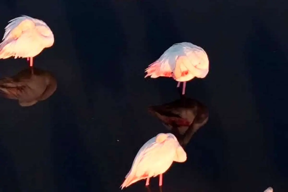 (ویدئو) خواب فلامینگوها در پهنه دریاچه مهارلو