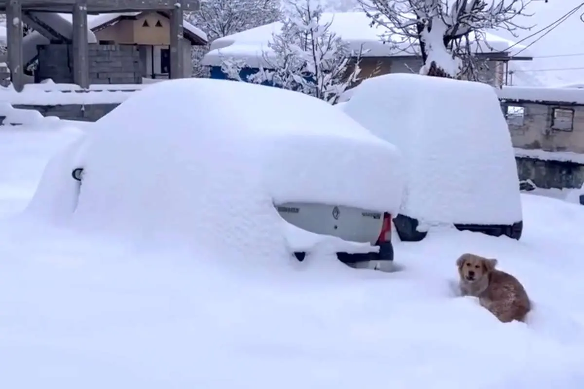 (ویدئو) دفن خودروها زیر برف سنگین جواهرده رامسر