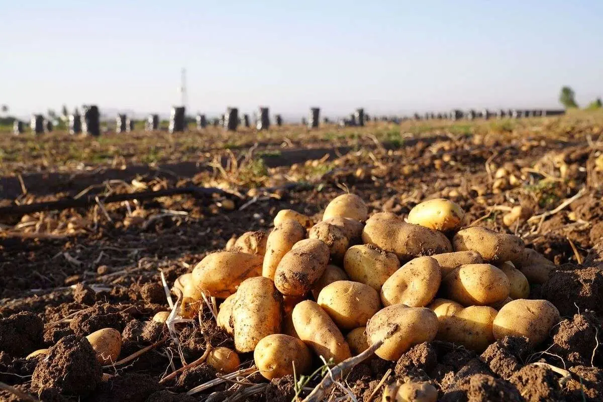 شوخی رسانهای وزیر کشاورزی بر سر سیبزمینی