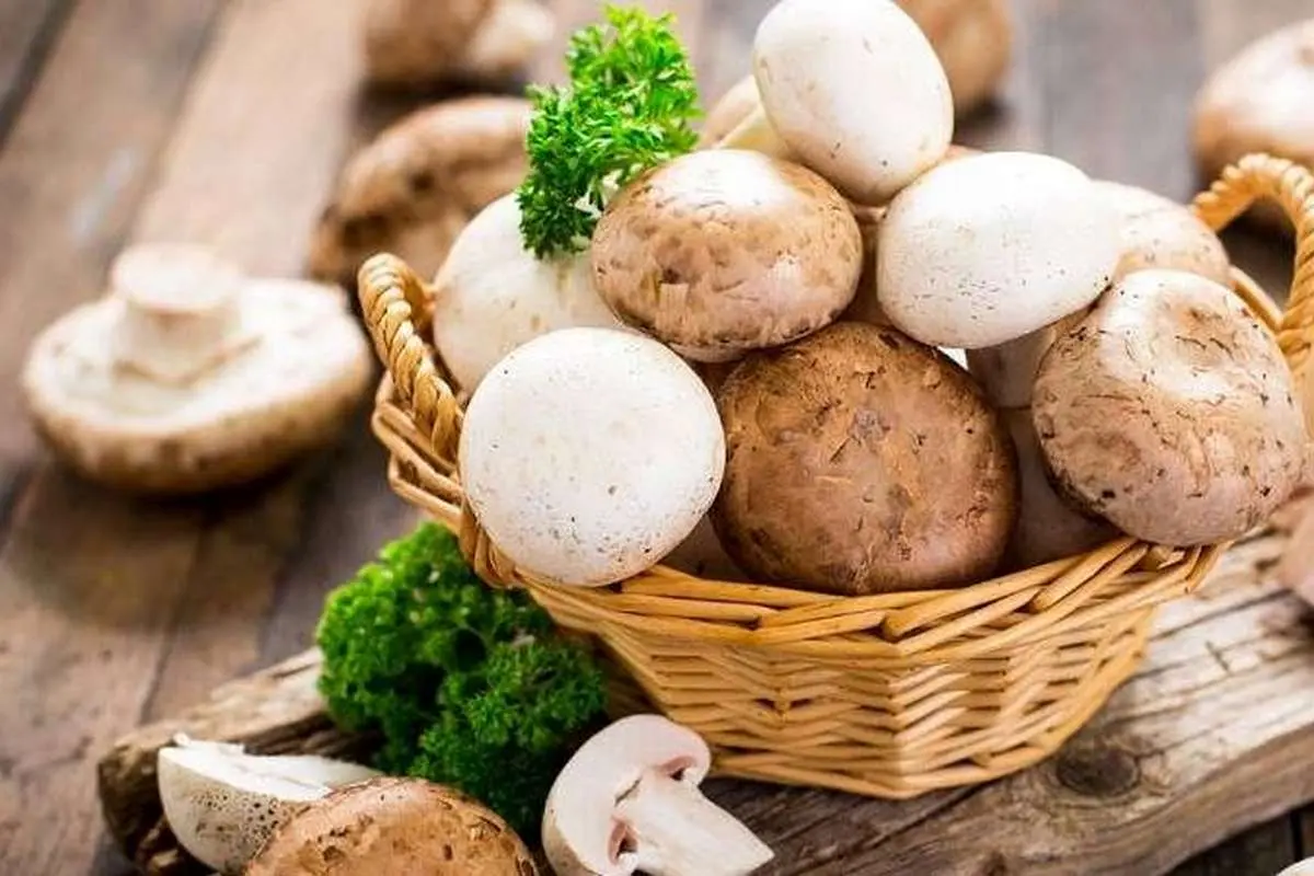 تاثیر شگفت‌انگیز قارچ‌ها در مقابله با آنفولانزای شدید