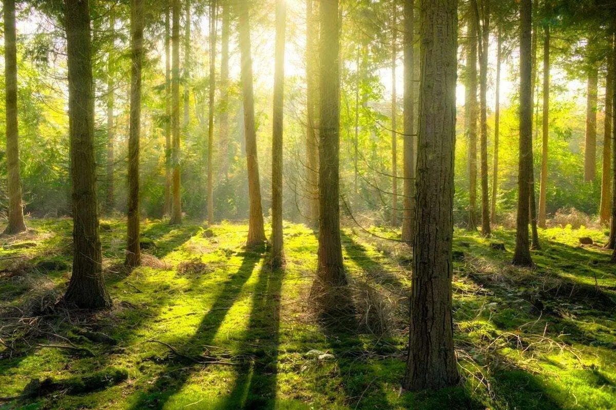 گیاهان میل خود را به مصرف دی‌اکسیدکربن از دست داده‌اند!