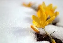 تفال به حافظ پنجشنبه ۹ اسفند۱۴۰۳؛ به عزم توبه سحر گفتم استخاره کنم...