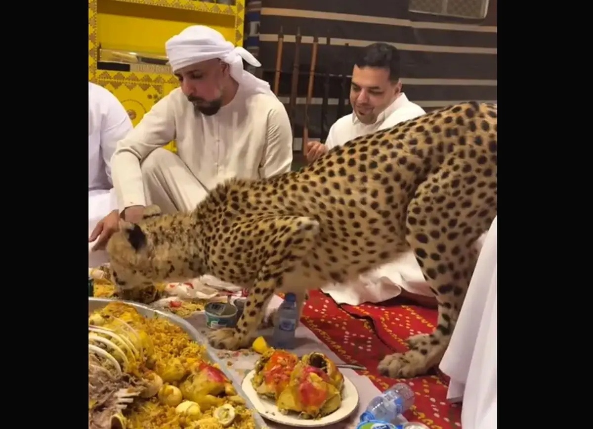 (ویدیو) هم‌سفره شدن یوزپلنگ با چند مرد عرب!