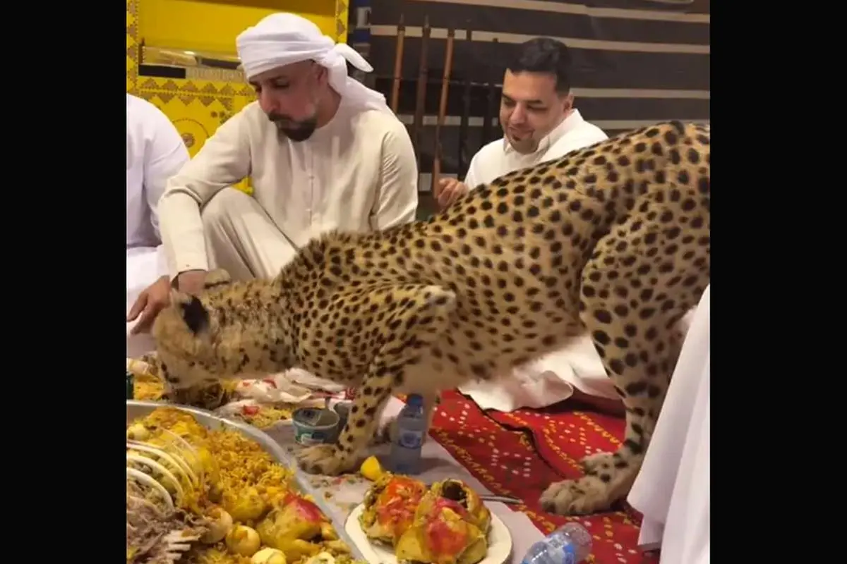 (ویدیو) همسفره شدن یوزپلنگ با چند مرد عرب!