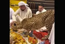 (ویدیو) هم‌سفره شدن یوزپلنگ با چند مرد عرب!