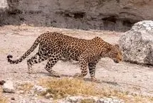 تصاویری از دو پلنگ ایرانی در پارک ملی صیدوا