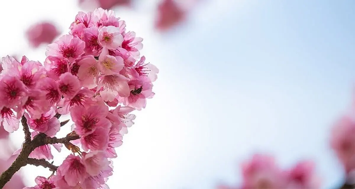 تفال به حافظ یکشنبه ۱۲ اسفند۱۴۰۳؛ خیال نقش تو در کارگاه دیده کشیدم....