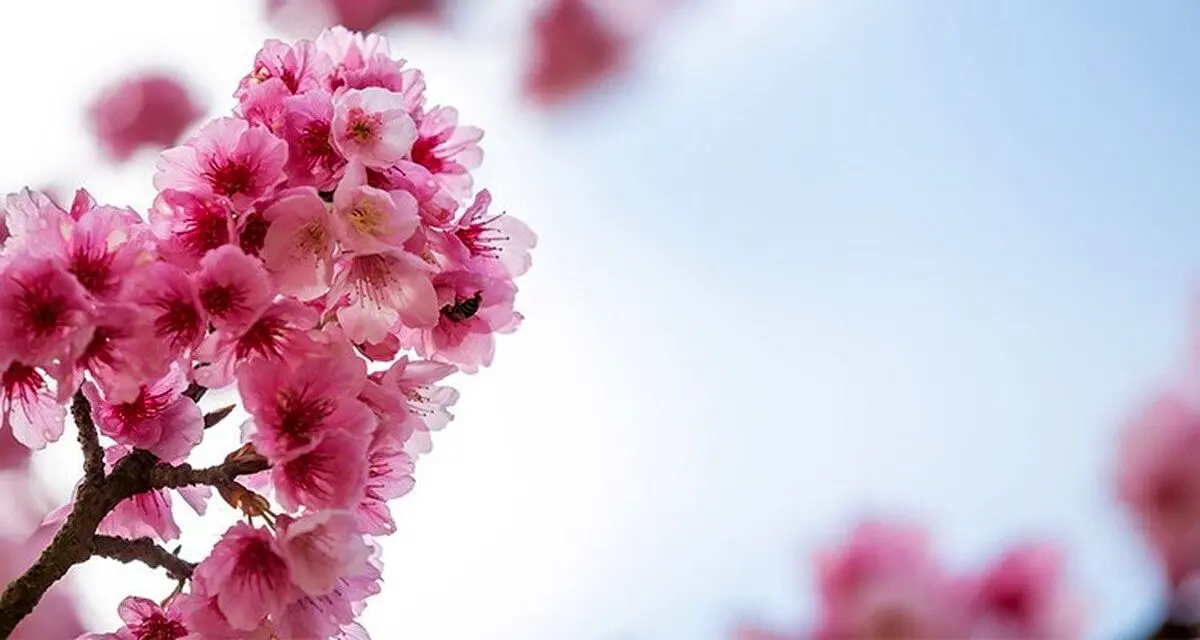 تفال به حافظ یکشنبه ۱۲ اسفند۱۴۰۳؛ خیال نقش تو در کارگاه دیده کشیدم....