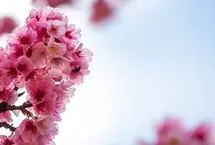 تفال به حافظ یکشنبه ۱۲ اسفند۱۴۰۳؛ خیال نقش تو در کارگاه دیده کشیدم....