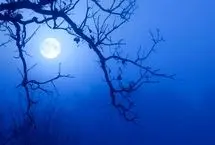 تفال به حافظ دوشنبه ۱۳ اسفند۱۴۰۳؛ اگر چه باده فرح بخش و باد گل‌بیز است...