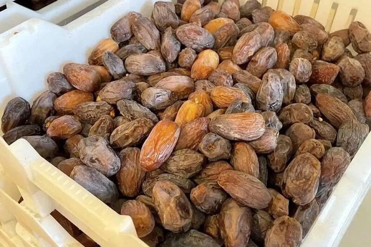 چگونه خرما را خشک کنیم؟